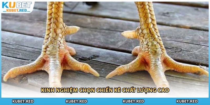 Kinh nghiệm chọn chiến kê chất lượng cao
