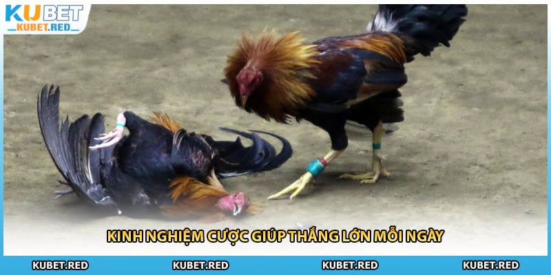 Kinh nghiệm cược giúp thắng lớn mỗi ngày