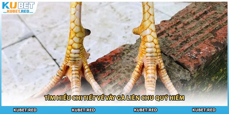 Tìm hiểu chi tiết về vảy gà Liên Chu quý hiếm